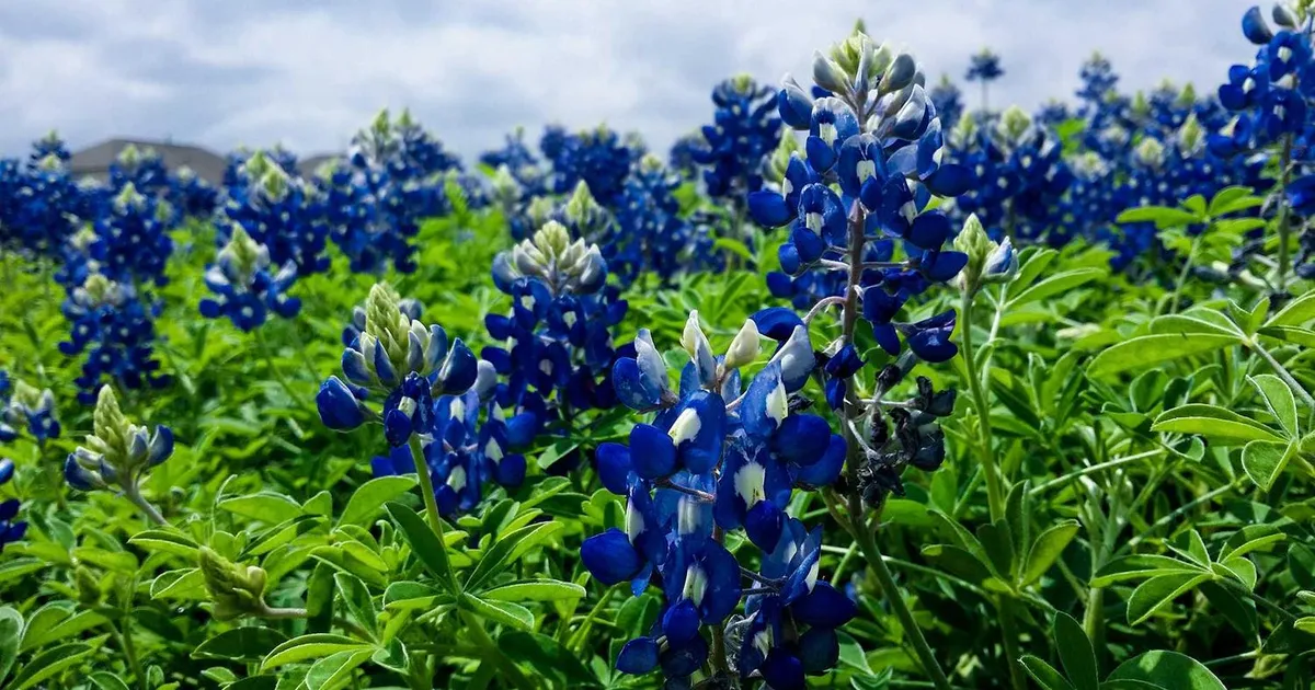 Imposter syndrome: Hvad det er, og hvordan du slipper fri (2026)