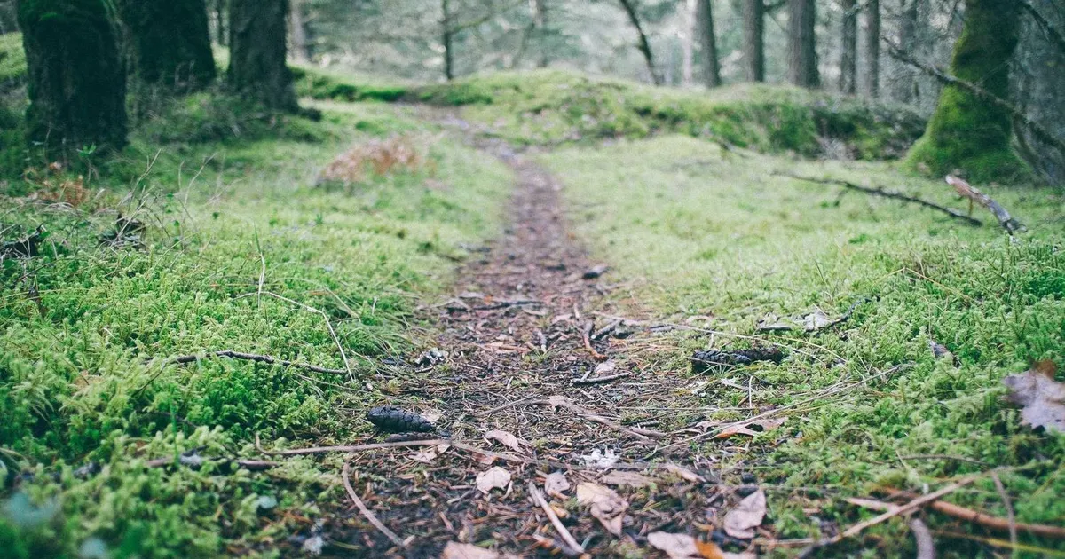 Ordblind og jobsøgning: Skriv fejlfrie ansøgninger med AI-hjælp